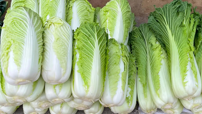 白菜冷庫能儲(chǔ)存多久？白菜冷庫保鮮1-4個(gè)月技術(shù)